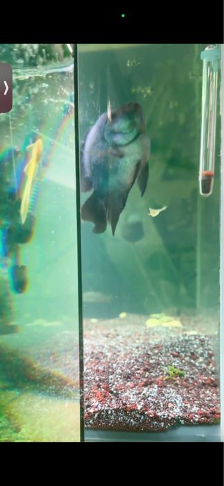 Аквариумные рыбы