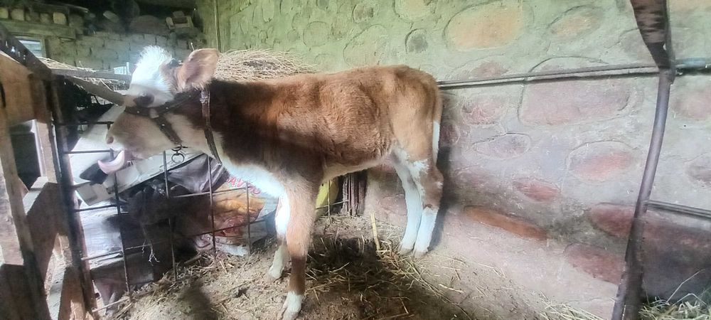 SIGIR (ona bola sigir sotiladi)