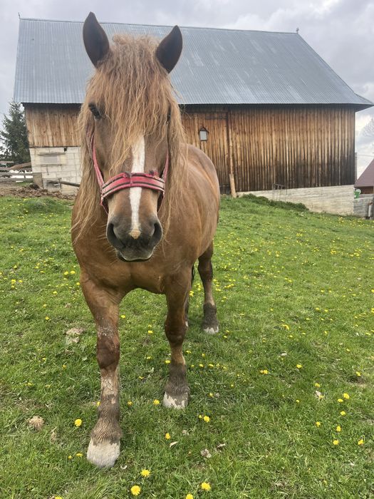 Vand iapa de șase  ani