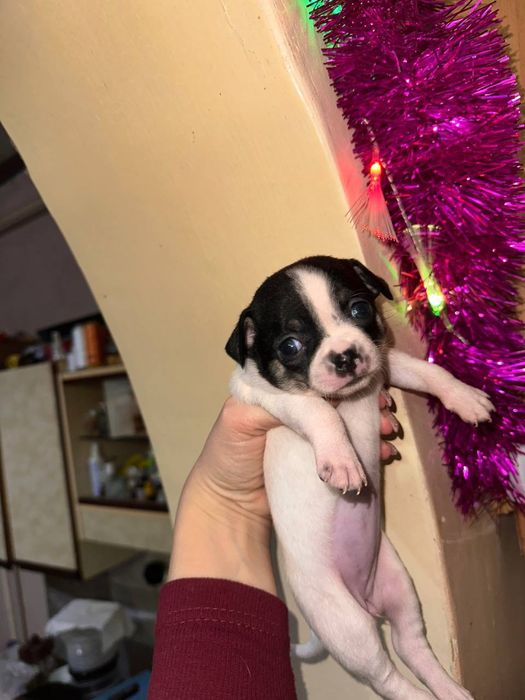 Щенки чихуахуа родились 25 ноября