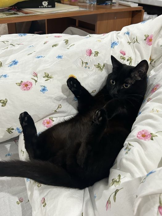 Пропала кошка черная