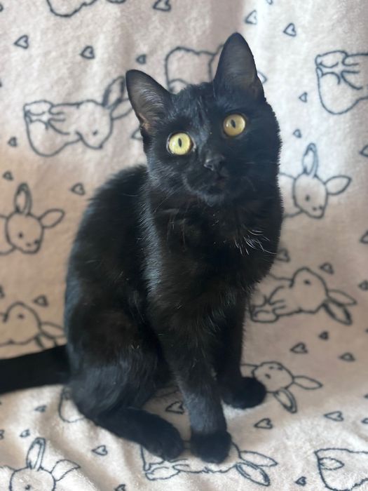 Черный котенок мальчик в добрые руки