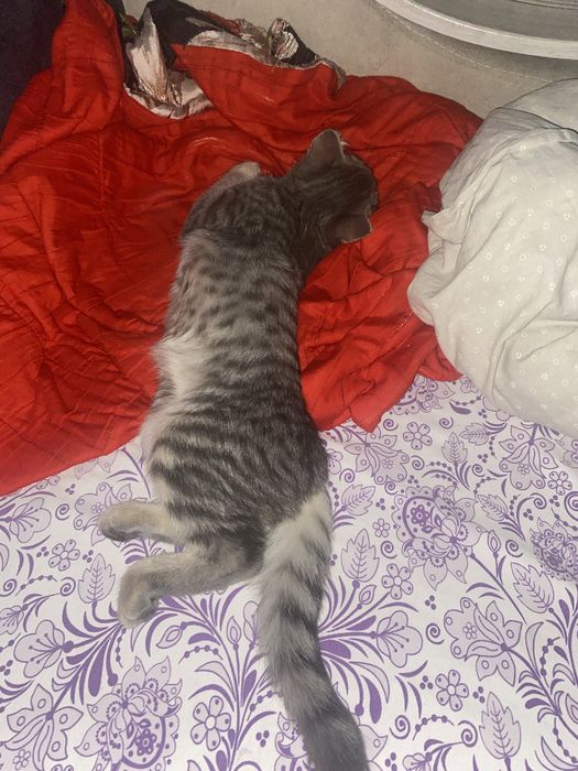 отдам котика в добрые руки