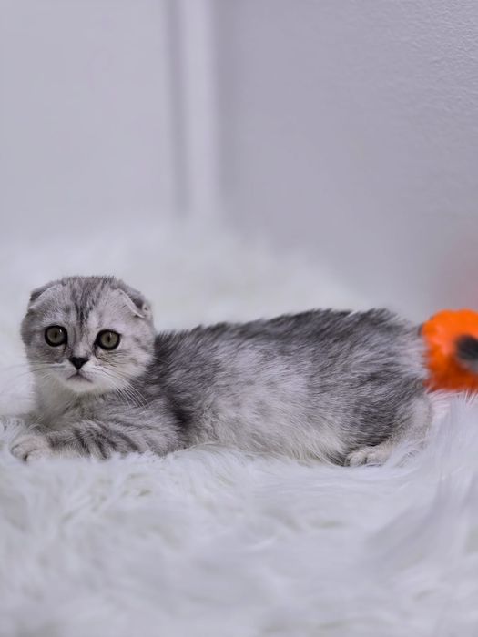 Котики ВиСлоуХие ШотЛандСкие. .