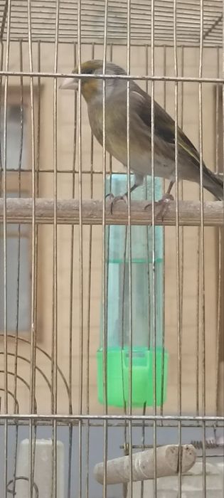 Гибрид куш сотилади булбул сайро