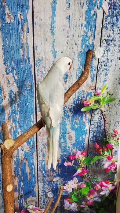 Papagali micul alexandru pui blanzi crescuti la mana