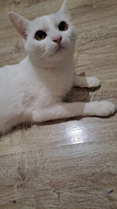 Кошка,девочка,11месяц белоснежной