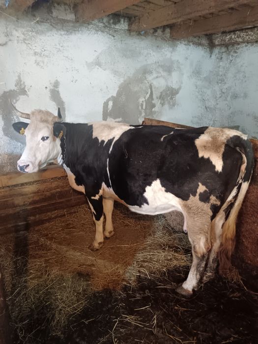 Vând vaca baltata pe negru