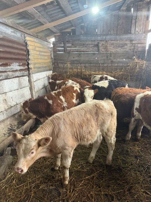 vând 12 vitei (tăurași)