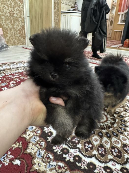 Продаи щенят померанского шпица