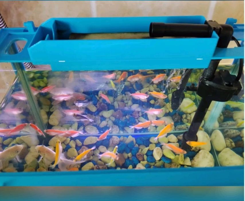 Akvarium baliqlari bilan