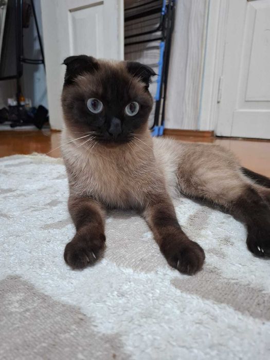 Кошка сиамская вислоухая