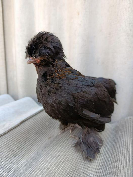 Султанка Курица.