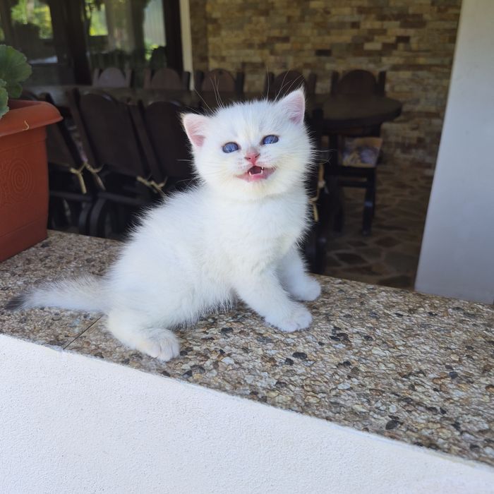 British shorthair cu Pedigree