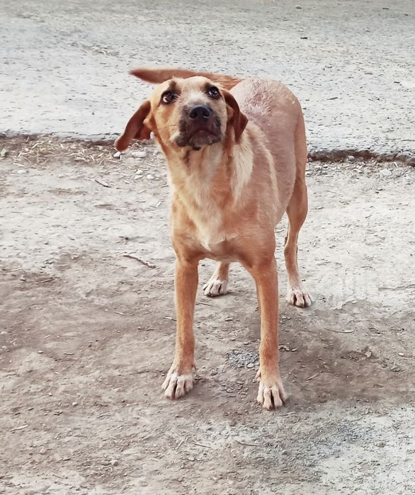 Устраиваются собаки сестрёнки им по 2 года желательно их не разлучать