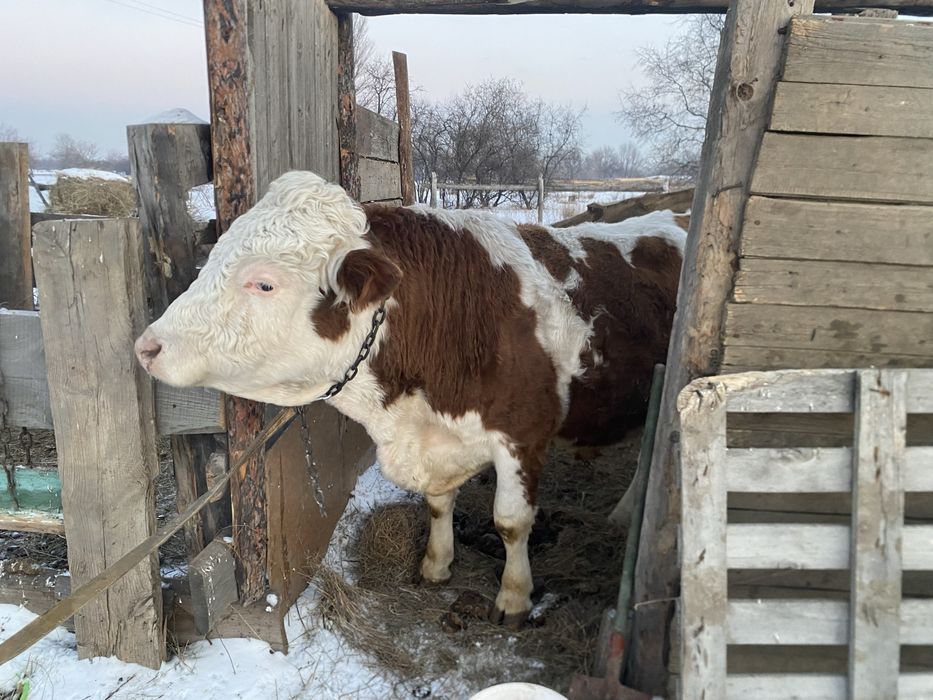 Продам быка семинтал возраст 3 года