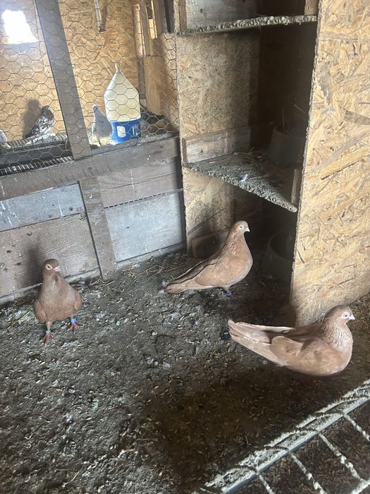 Jucatori de amara si pana simpla