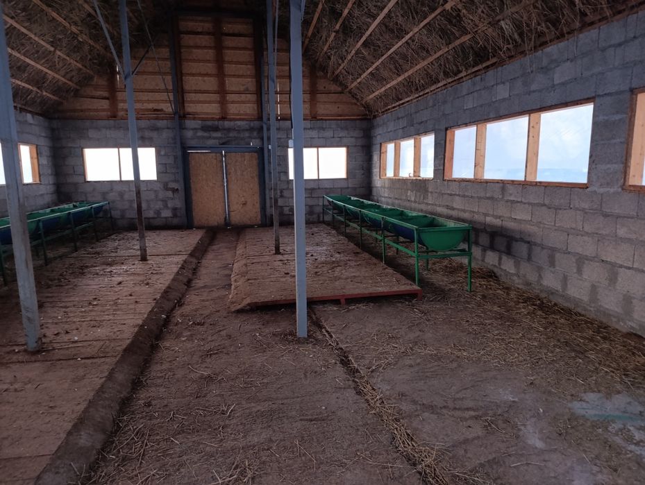 Сауын сиыр немесе бордақылау арналған қора