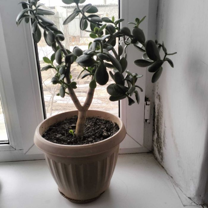 Долларовое дерево