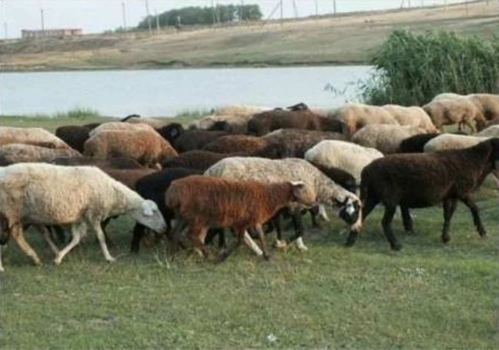 Қой сатылады. Продам баран, токтушки