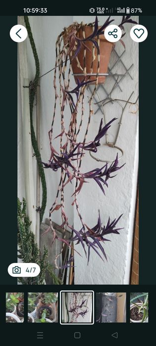 Vând diferite plante apartament