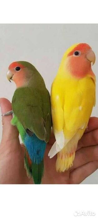 Попугай неразлучники продаются