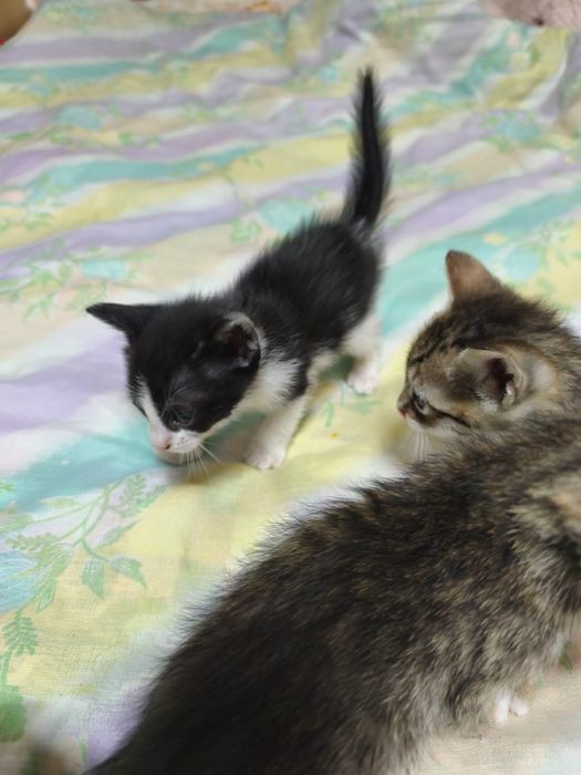 Adoptie pui pisica