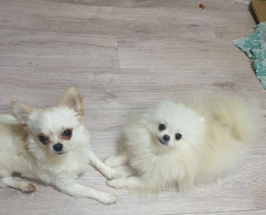 Ждёт  невест шпиц