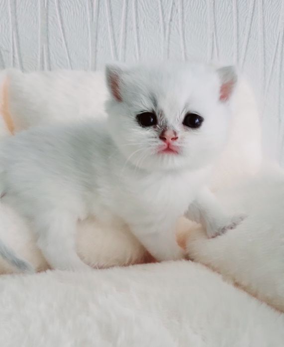 Британские котята серебристая шиншилла