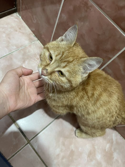 кошка котенок кот