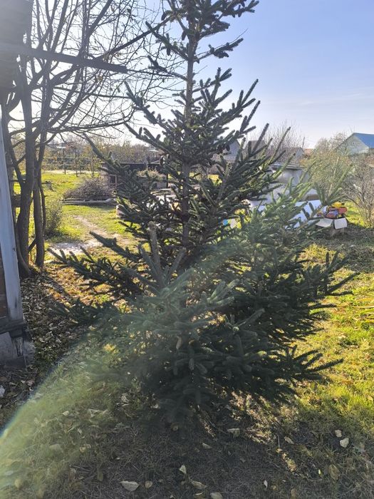 Срочно! Дача. Торг