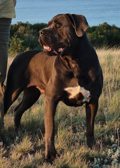 Щенки кане-корсо на продажу