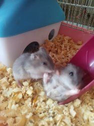 Хомячки джунгарские