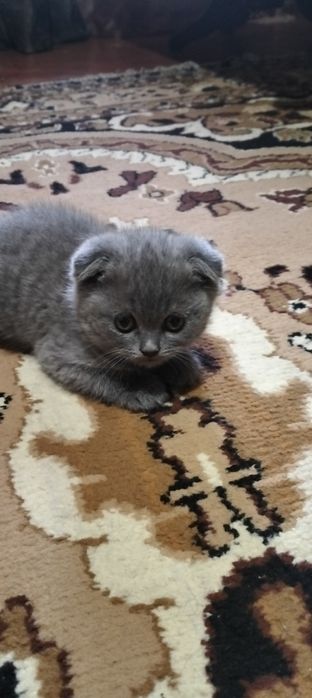 Продаются котята два мальчика.