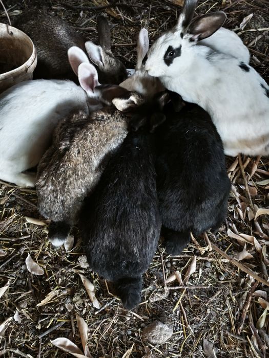 Quyonlar katta kichiklari bor