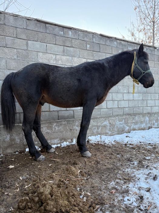 Айғыр сатылады 8 жас