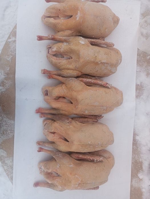 Гуси, мясо гусей тушками Халаль!!!