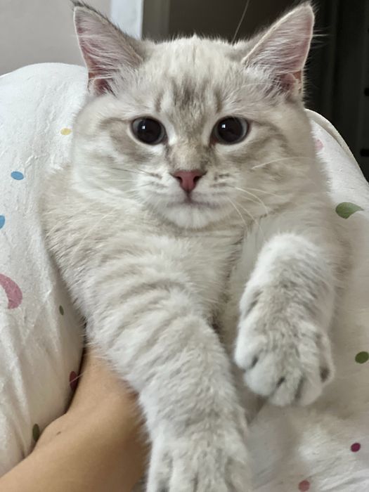 Отдам котёнка в добрые руки