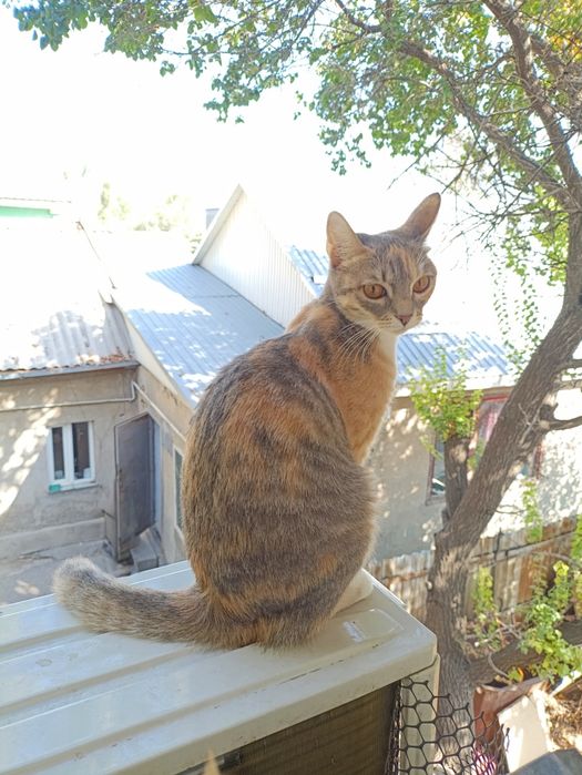 Кошечка ищет любящую семью!