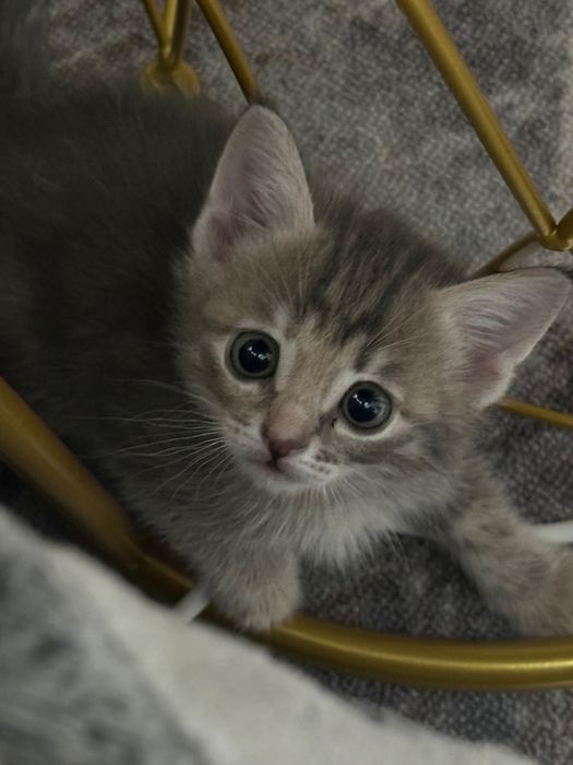 Отдам  котят в добрые и заботливые руки,