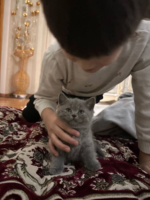 Скотиш фолд продается кошка
