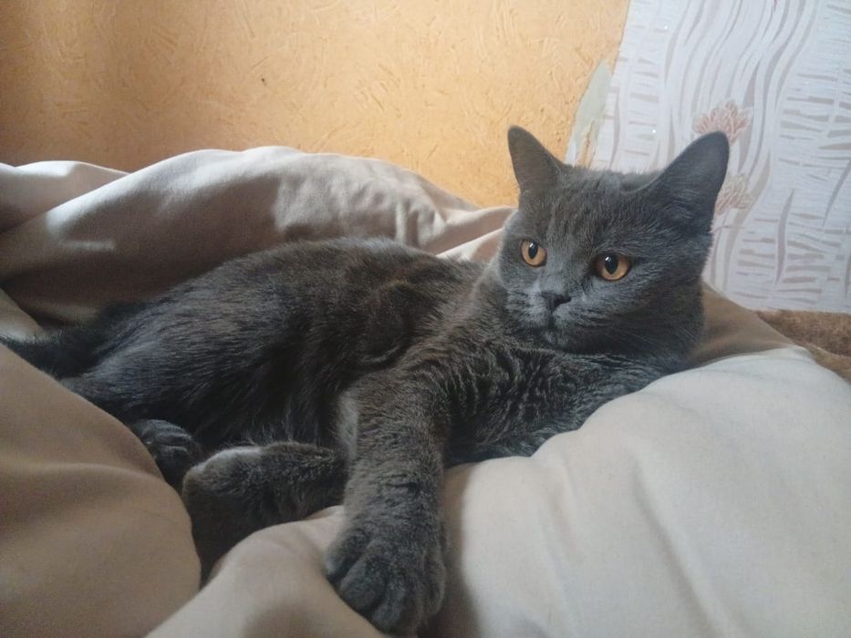 Кошечка британка короткошерстная