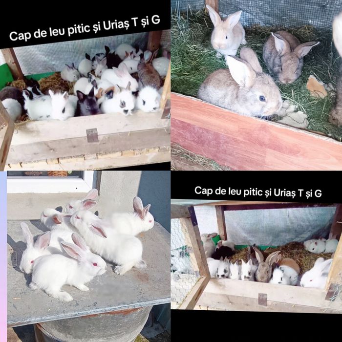 iepurași Mini pitici și Uriași puii