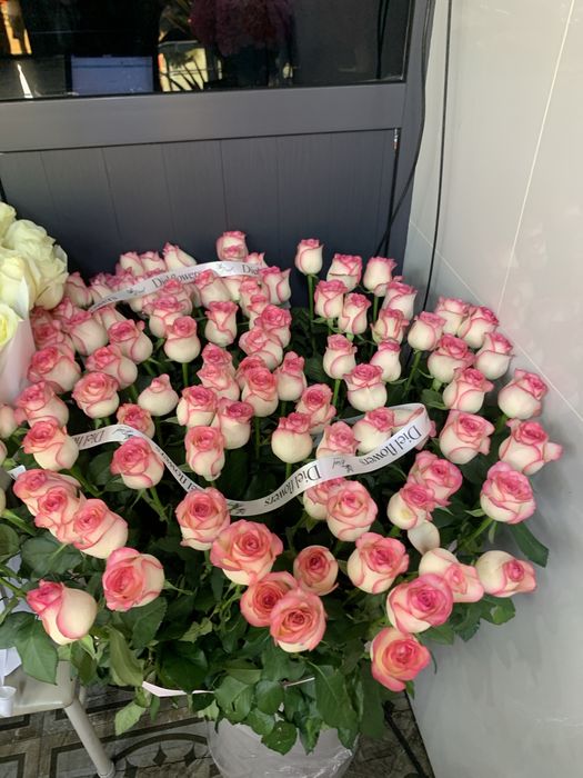 Роза голондская каробка гигант
