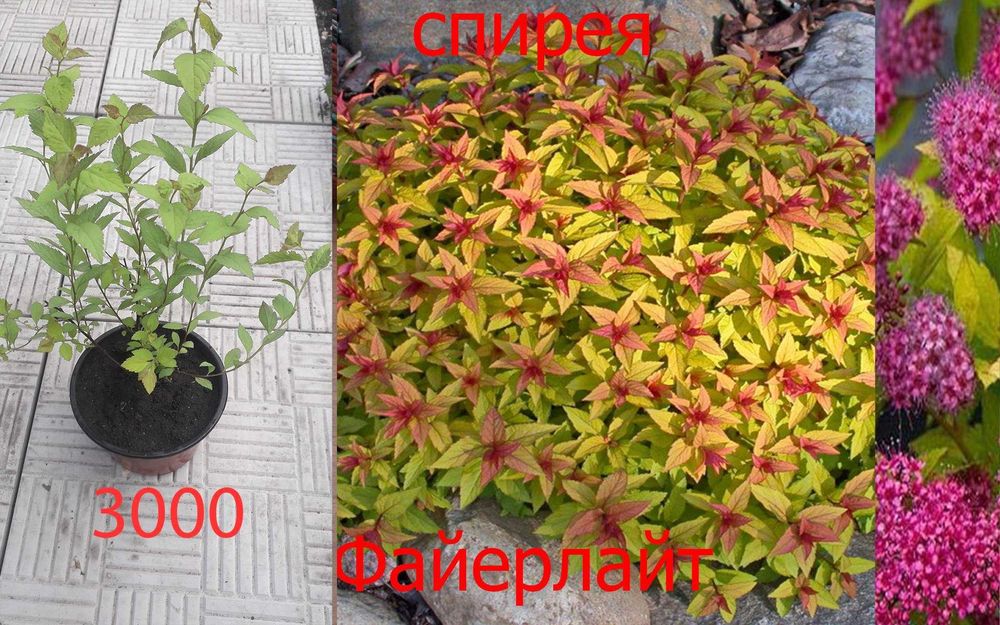 Продам  разные  цветы