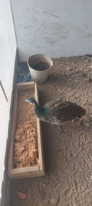 Жар  птица жар птица