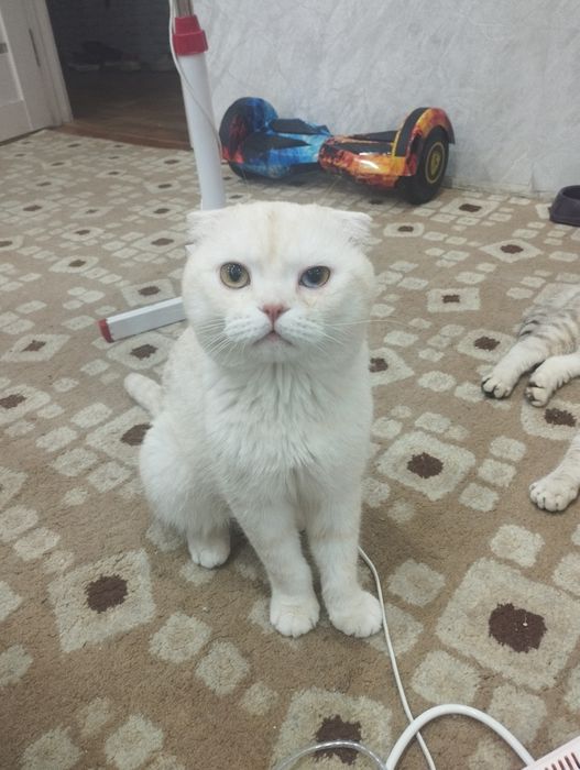 Бронь котят шотландских