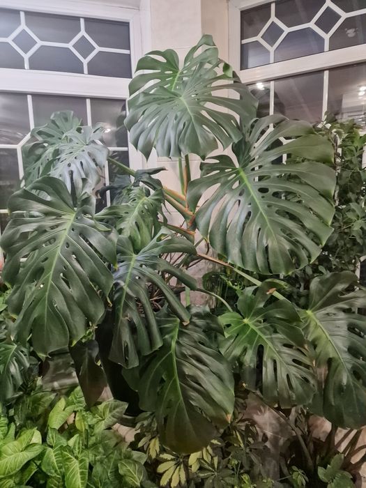 Комнатные растения