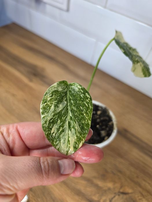 Монстера Альба (Monstera albo-variegata)