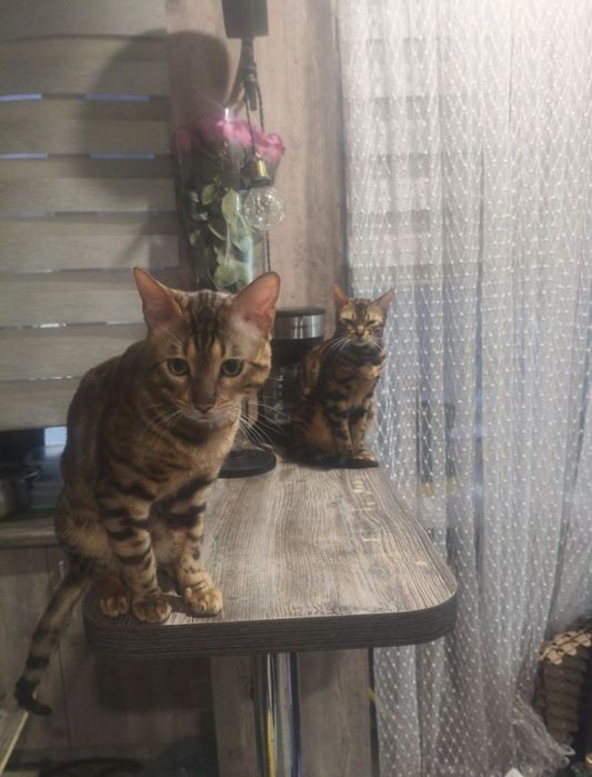 Котенок бенгальский